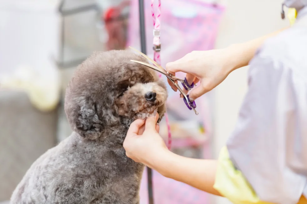 愛犬の顔まわりをカットする施術風景